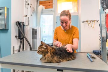Cat Groomer