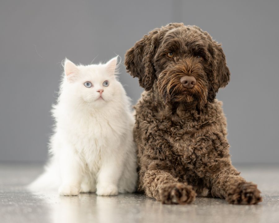 Pet Groomer