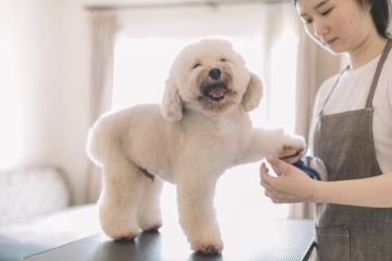 Dog Groomer