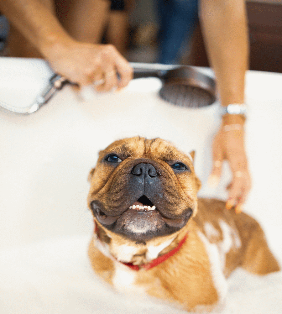 Bath & Brushing Services by TopKnot Pet Grooming (Now Chateau Du Paw Pet Grooming)