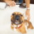Oakland Dog Bath & Brush Services by TopKnot Pet Grooming (Now Chateau Du Paw Pet Grooming)