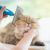 Oakland Cat Grooming Service by TopKnot Pet Grooming (Now Chateau Du Paw Pet Grooming)