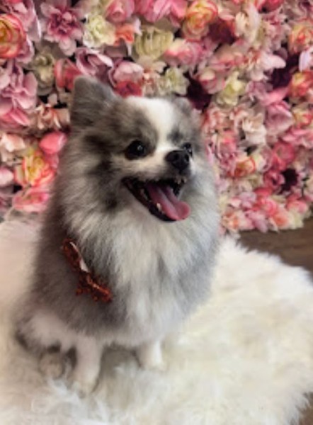 Dog Grooming Services in Ocoee, FL (1)