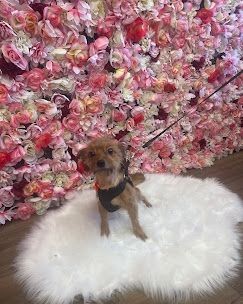 Dog Bath & Brush Services in Apopka, FL (1)