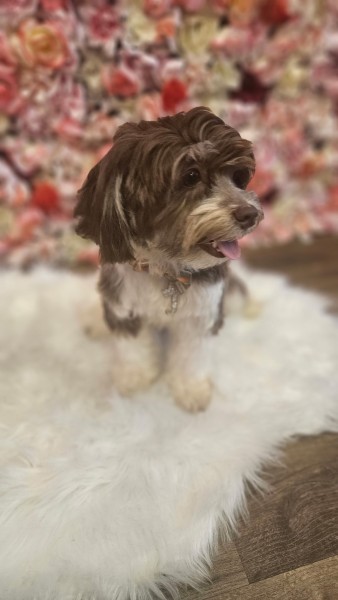 Dog Grooming Services in Pine Hills, FL (1)