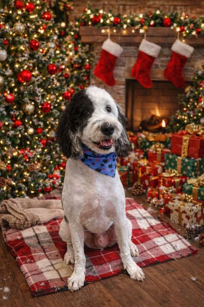 Dog Grooming Services in Winter Garden, FL (1)