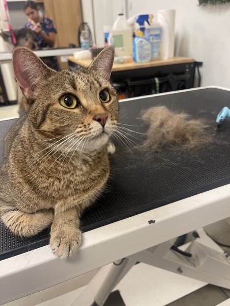 Cat Grooming Service in Orlando, FL (1)