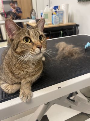 Cat Grooming Services in Ocoee, FL (2)