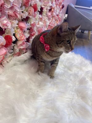 Cat Grooming Services in Ocoee, FL (1)