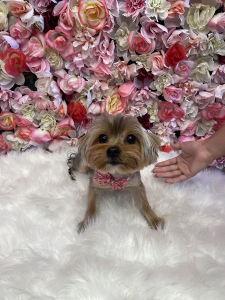 Dog Bath & Brush Services in Pine Hills, FL (1)