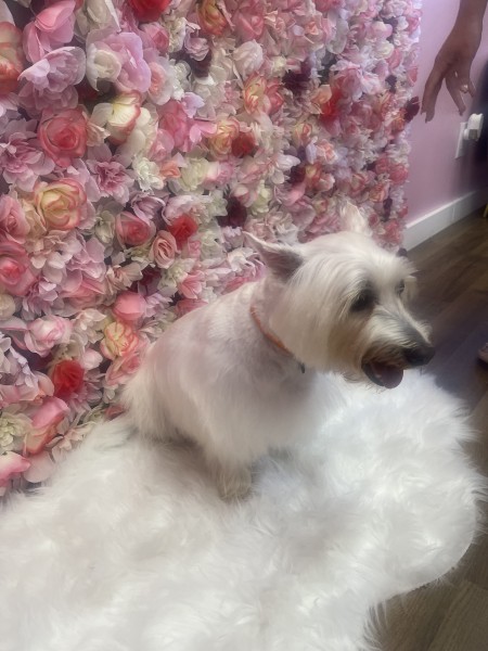 Pet Grooming Services in Ocoee, FL (1)