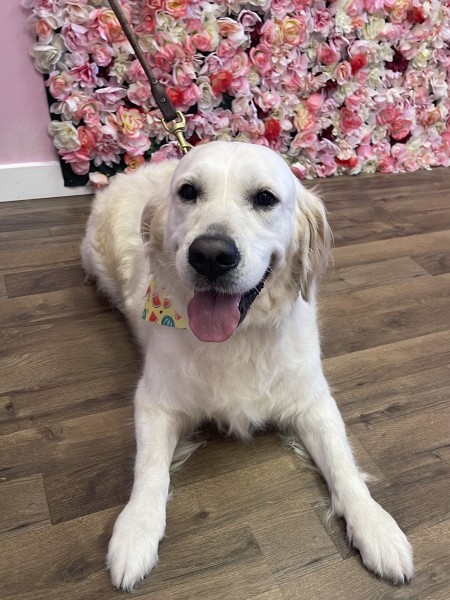 Dog Grooming Services near Winter Garden, FL (1)