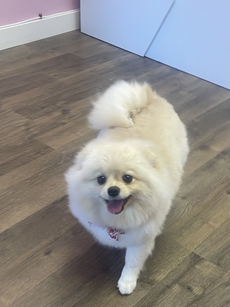 Dog Bath & Brush Services in Orlando, FL (1)