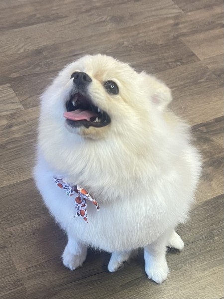 Dog Bath & Brush Services in Orlando, FL (1)