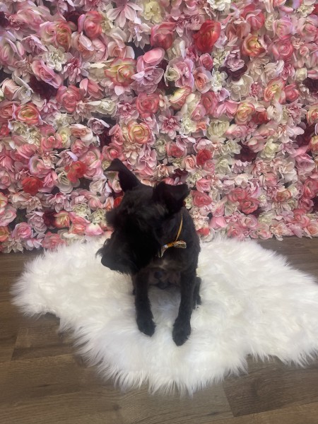 Dog Grooming Services in Ocoee, FL (1)