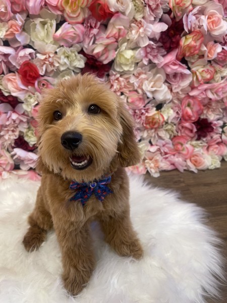 Dog Grooming Services in Pine Hills, FL (1)