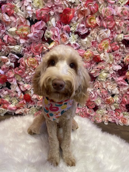 Pet Grooming Services in Ocoee, FL (1)