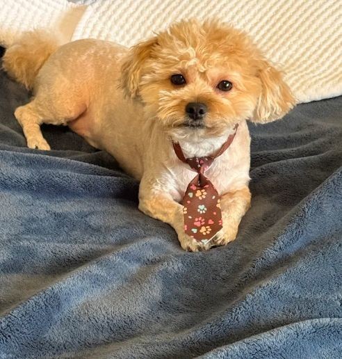 Dog Grooming Services in Orlando, FL (1)