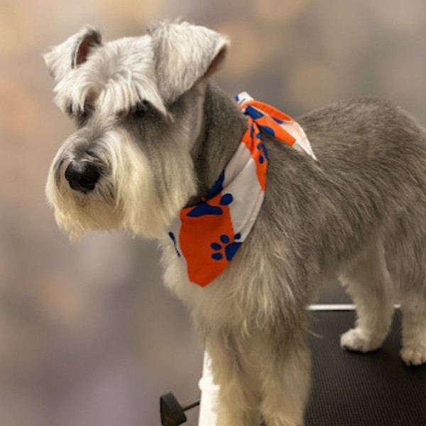 Dog Grooming Services near Winter Garden, FL (1)