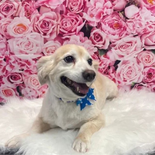 Pet Grooming Services near Apopka, FL (1)