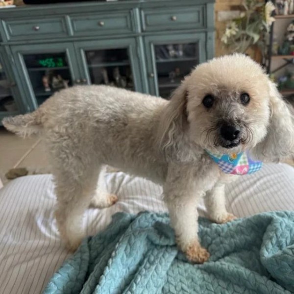 Pet Grooming Services near Winter Garden, FL (1)