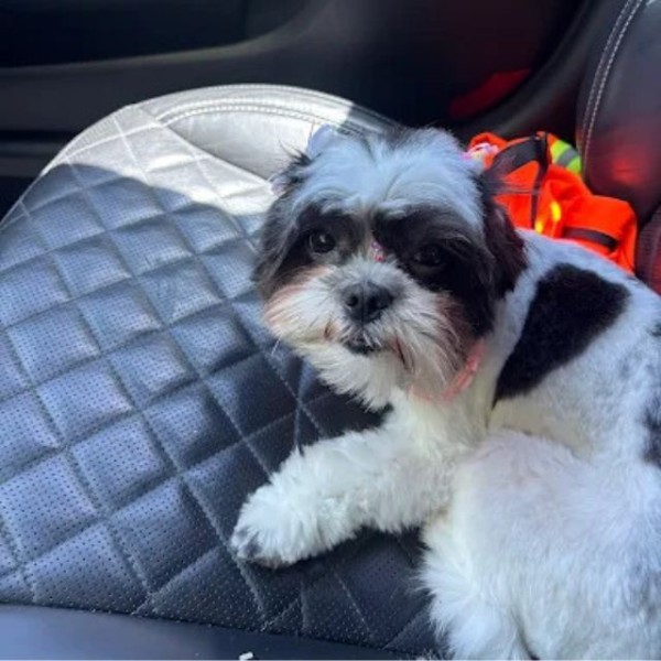 Dog Bath & Brush Services near Gotha, FL (1)