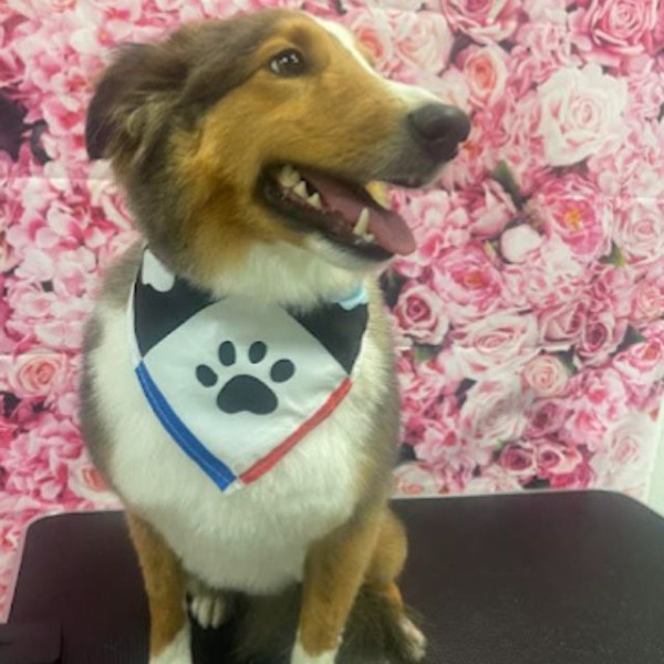 Dog Grooming near Apopka, FL (1)