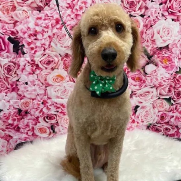 Pet Grooming near Pine Hills, FL (1)