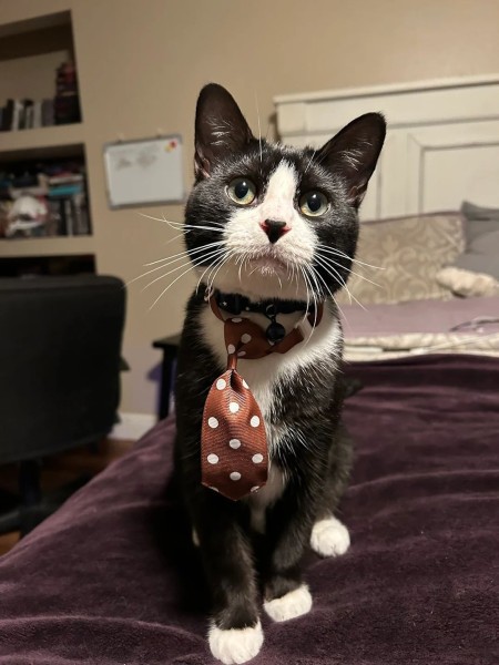 Cat Grooming Services in Ocoee, FL (1)