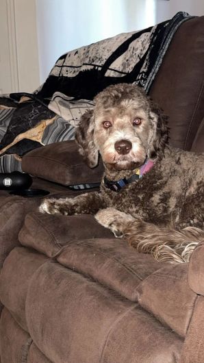 Dog Grooming Services near Apopka, FL (1)