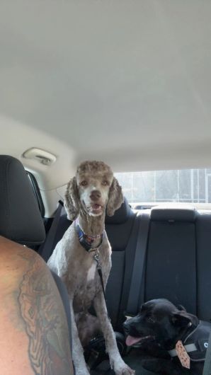 Dog Grooming Services near Apopka, FL (2)