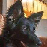 Pet Grooming Services in Ocoee, FL (1)