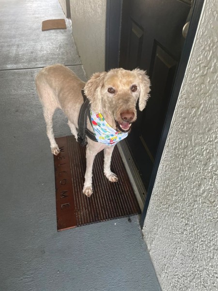 Pet Grooming in Oakland, FL (1)